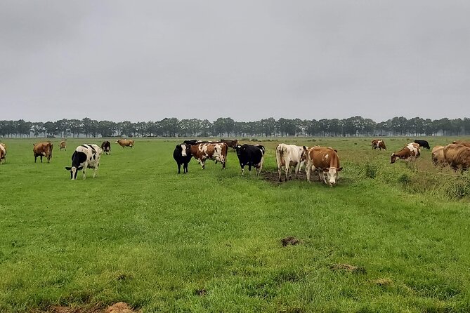 Dutch Windmills & Polder Walking Tour - Tour Highlights