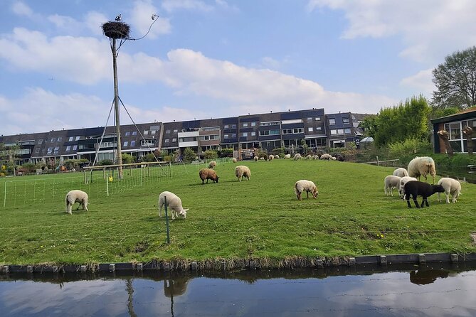Dutch Windmills & Polder Walking Tour - Additional Tips