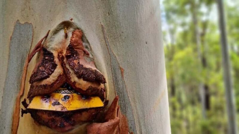 Dwellingup: Guided Hike and Scenic Train Ride with Lunch - Good To Know  