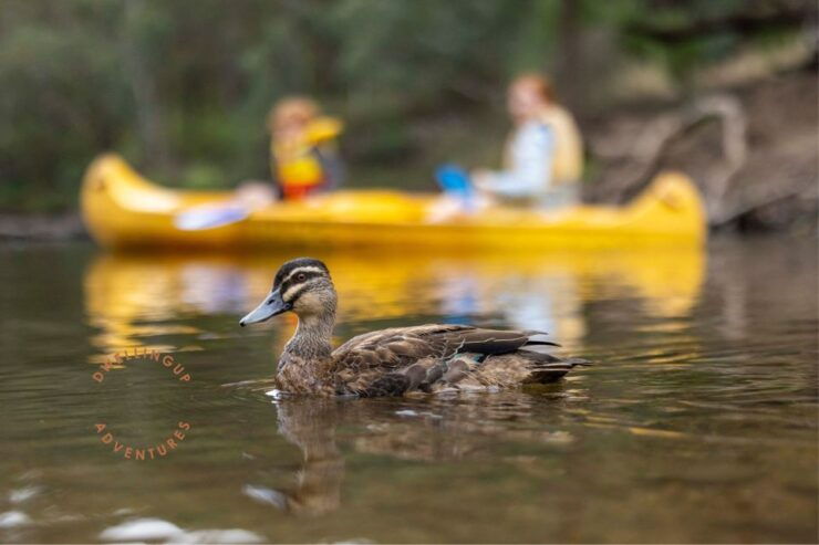 Dwellingup: Paddle 'n' Picnic Self-Guided Tour - Location and Host Information