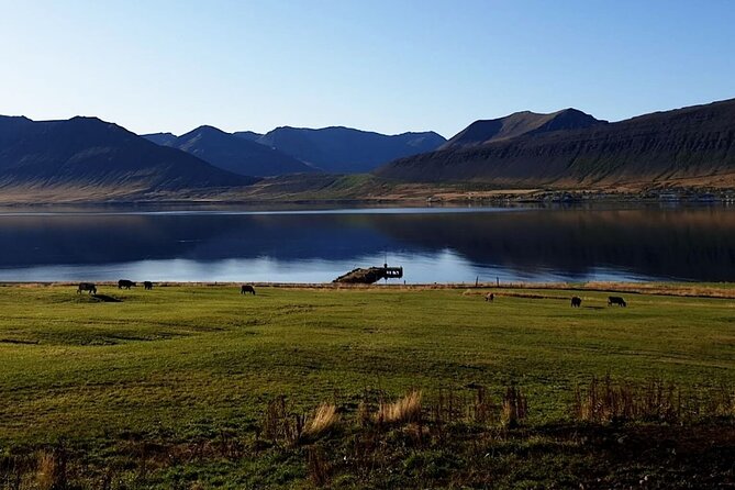 Dynjandi Waterfall & Iceland Farm Visit Tour - Feedback and Concerns