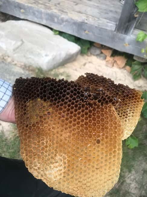 Dzukija National Park and Grutas Park: Full-Day Tour - The Return Journey and Overall Experience  