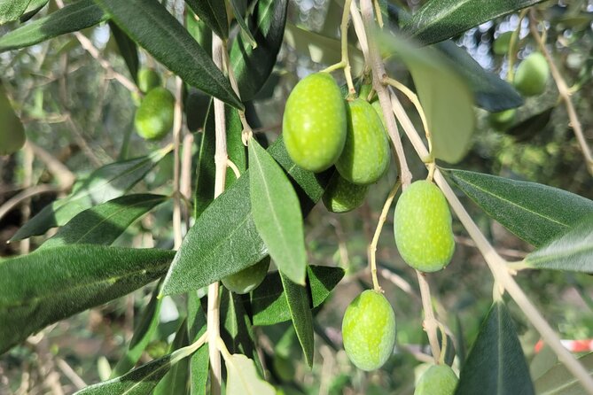 E-Bike 2.5 Hour Florence Hills Tour With Olive Oil Tasting - Additional Information