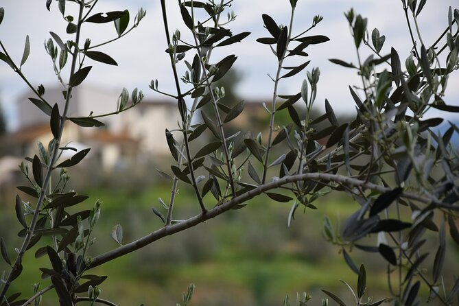 E-Bike Florence Tour Countryside Tuscany, Farm Experience - Inclusions