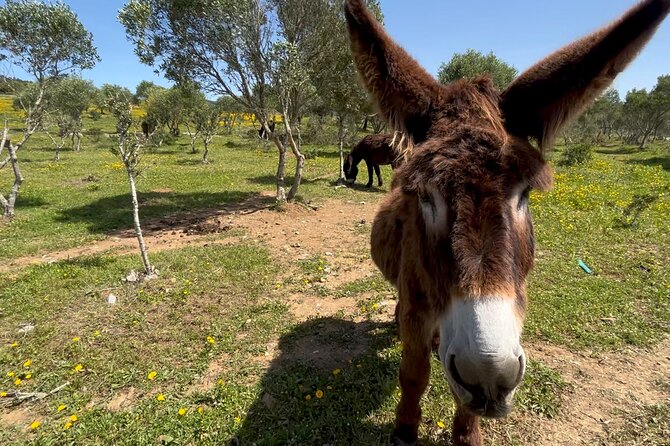 E-Bike From Sintra Mountains to Cascais Sea With Pickup in Lisbon - Highlights and Features