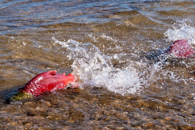 E-Bike Salmon Adventure - Reviews