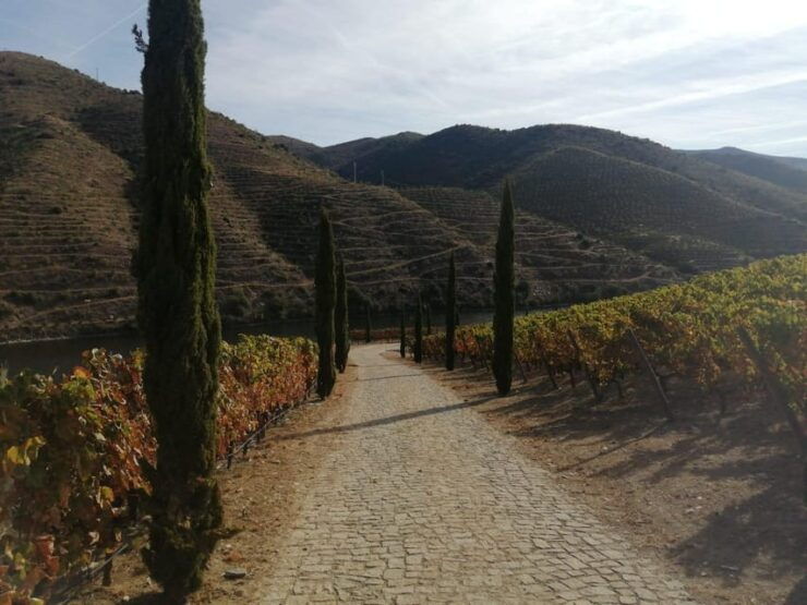 E-Bike Through Douro Valley Wine Region for Half Day Tour - Pricing and Duration