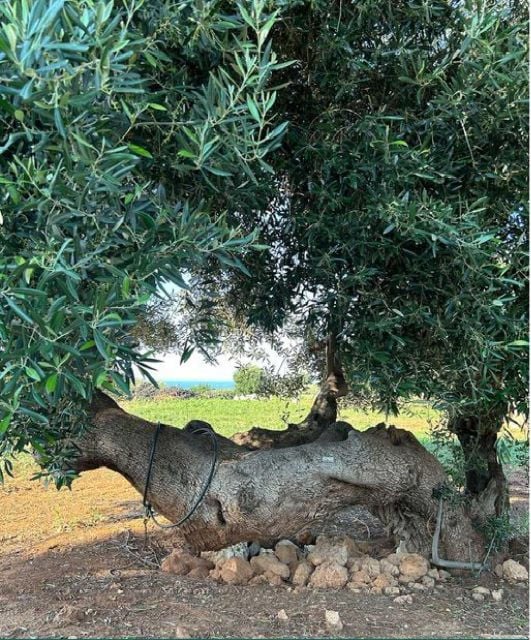 E-Bike Tour From Olives to Oil - Activity Details