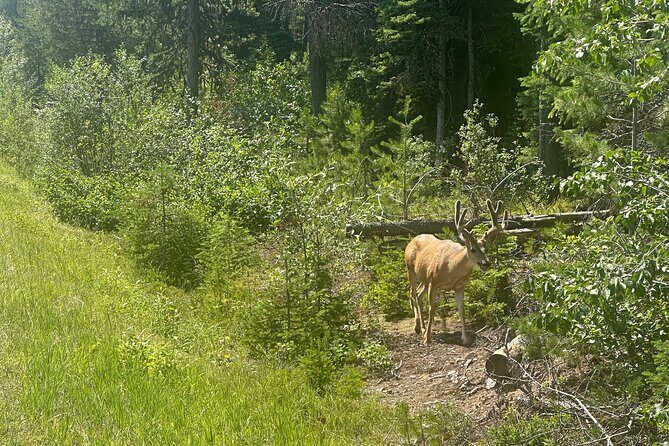 E Bike Tour in Glacier National Park Cammas Road - Final Thoughts: Is It Worth It?