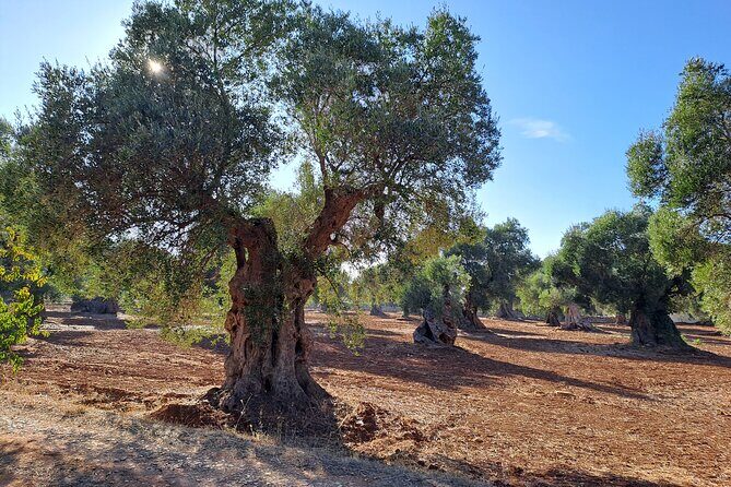 E-bike tour in Ostuni. Oil mill, Dolmen and huge olive trees - Insights from Past Travelers