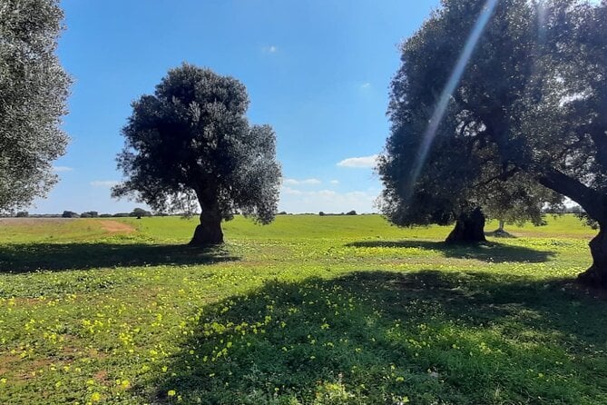 E-Bike Tour in Ostuni. Oil Mill, Dolmen and Huge Olive Trees - Tour Highlights