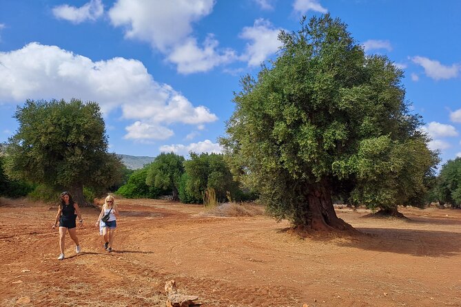 E-Bike Tour in the Plain of the Secular Olive Trees of Ostuni - History of the Secular Olive Trees
