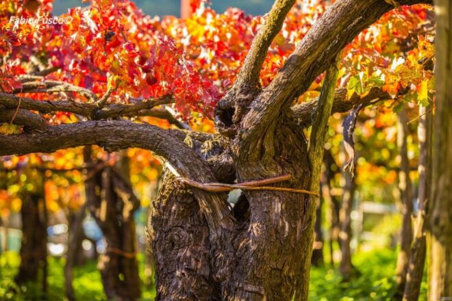 E-Bike Tour:Winding Curves and Hidden Lanes Between Villages - Inclusions and Exclusions