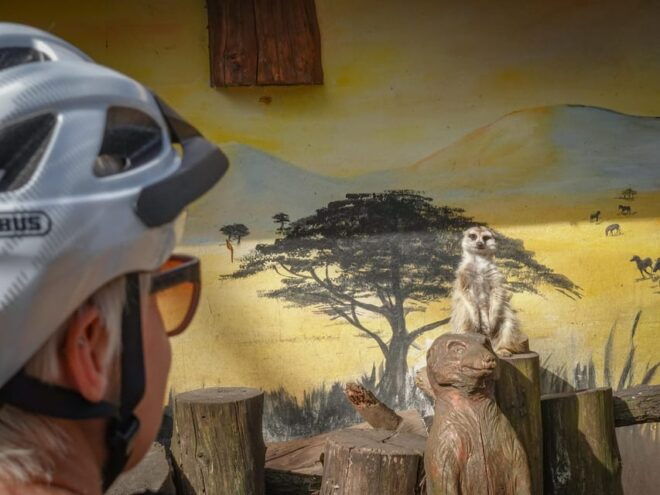 E-Mountain Bike Adventure in the Danube Bend - Experience Highlights