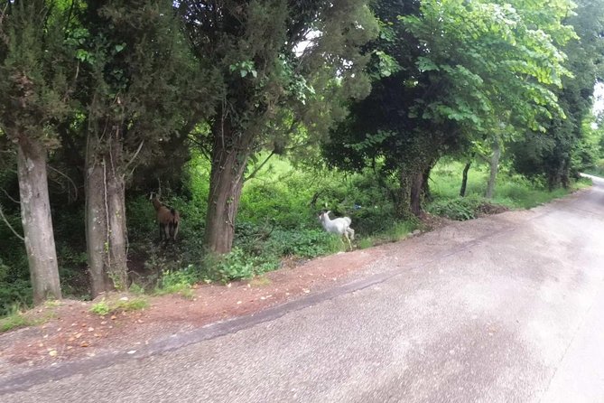 E-Mtb Tour - Analipsis Area [42km - 26mi] - E-Mtb Specifications
