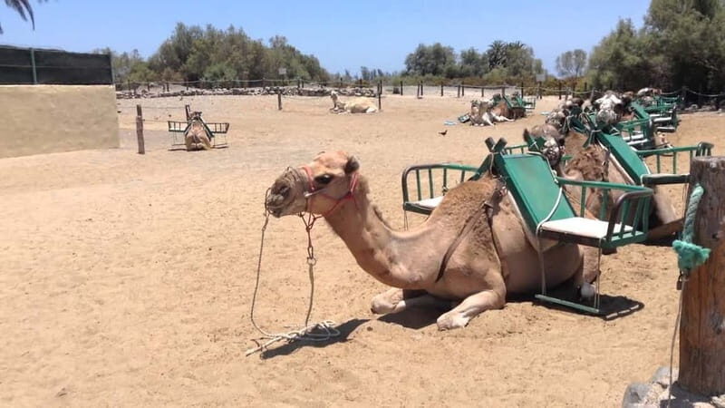 e-Scooter City Tour + Camel Ride inside Maspalomas Dunes - Discovering Gran Canaria with a Unique E-Scooter and Camel Experience