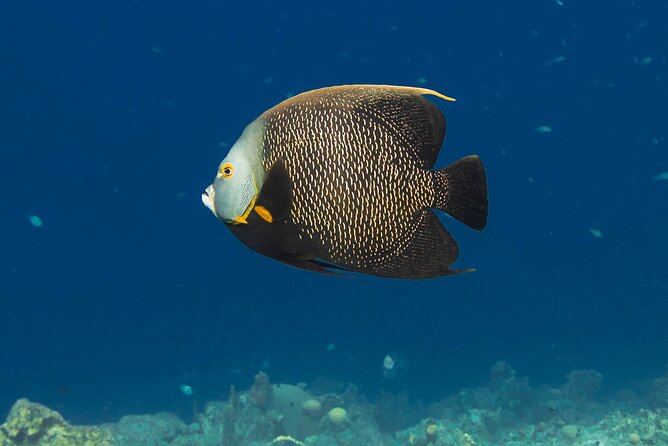 E-Snorkeling Tour in Bonaire With Easy Sea Scooters - Cancellation Policy