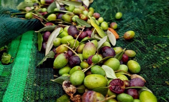 E.V.O. Oil of Lake Como + Food Pairings - Tasting Highlights