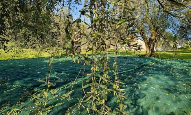 E.V.O. Oil of Lake Como + Food Pairings - The Sum Up