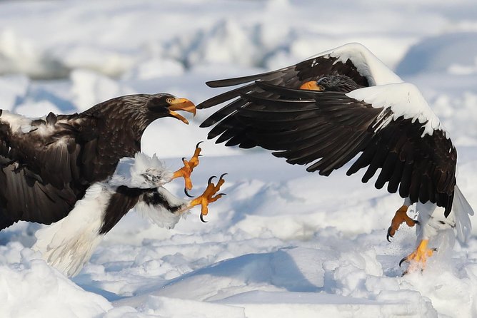 Eagle and Wildlife Watching Tour - Included Amenities