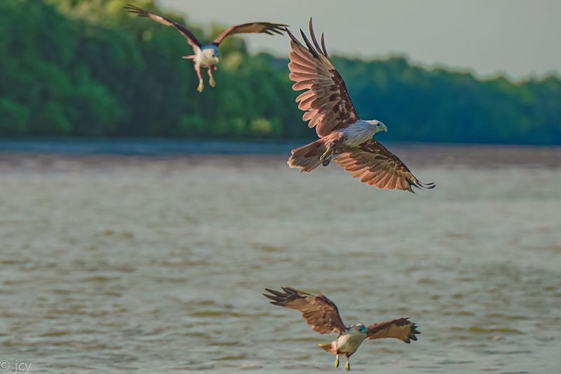 Eagle Feeding Experience in Kuala Selangor - The draw: eagles over the water
