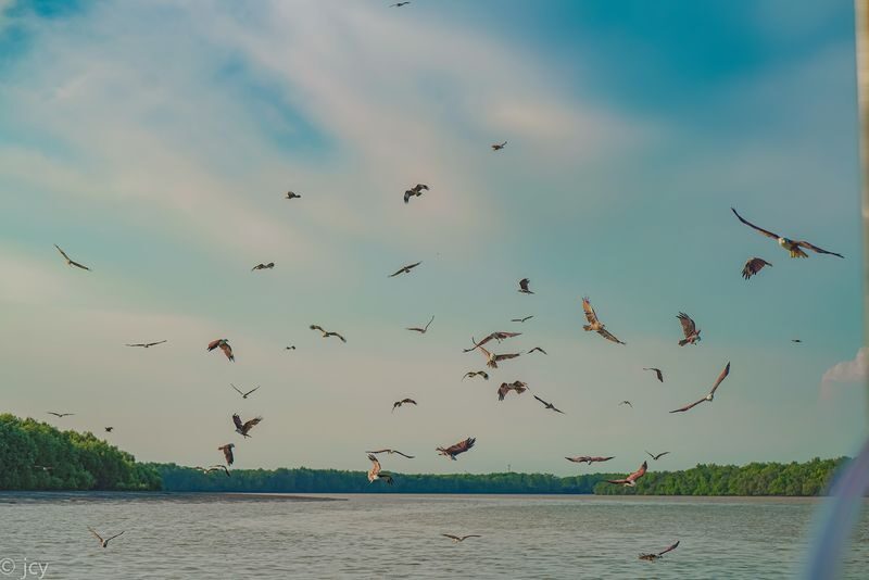 Eagle Feeding Experience in Kuala Selangor - What happens between 18:15 and 19:00