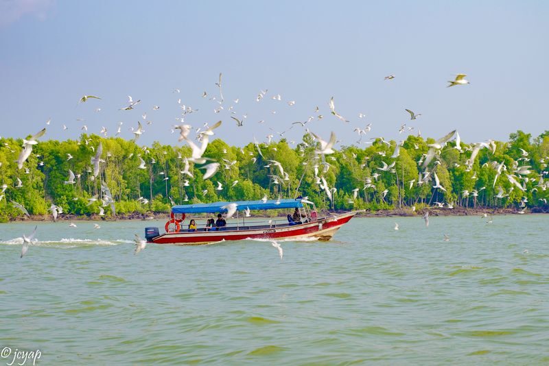 Eagle Feeding Experience in Kuala Selangor - Sunset, scenery and the best seat in the evening