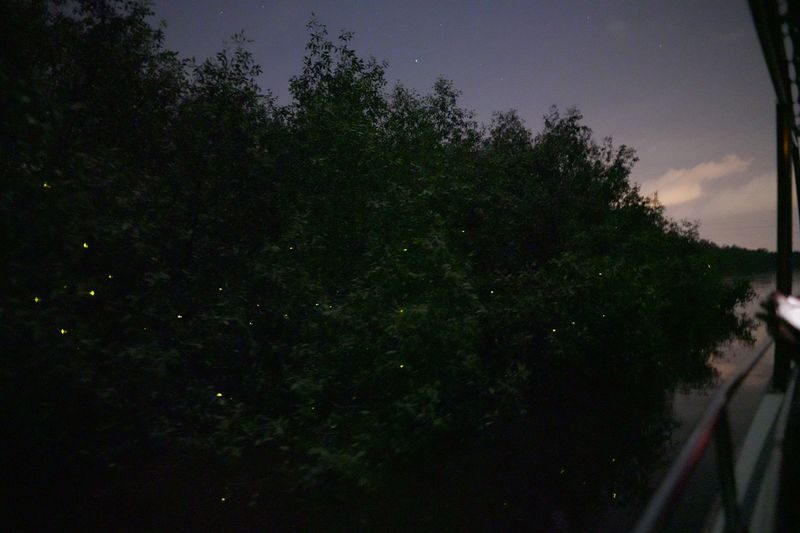 Eagle Feeding, Fireflies & Blue Tears Experience in Kuala Selangor - From Kuala Selangor’s jetty to the river