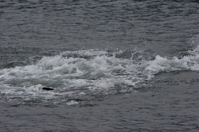 Ear Mountain Charters tours: whale watching or fishing - An Overview of the Experience