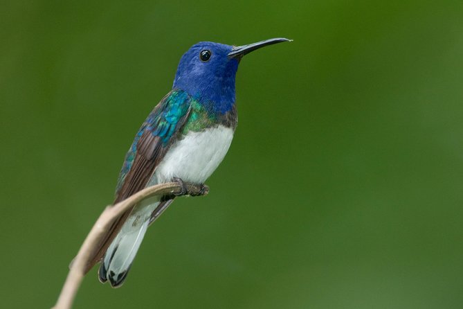 Early Bird Watching Tour - Tour Overview