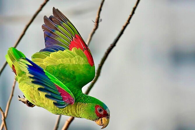 Early Birdwatching Eco City Tour Exper. + 2 Locations & Breakfast - A Detailed Look at the Tour