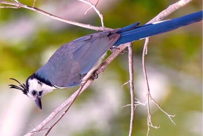 Early Birdwatching Eco City Tour Exper. + 2 Locations & Breakfast - Final Thoughts