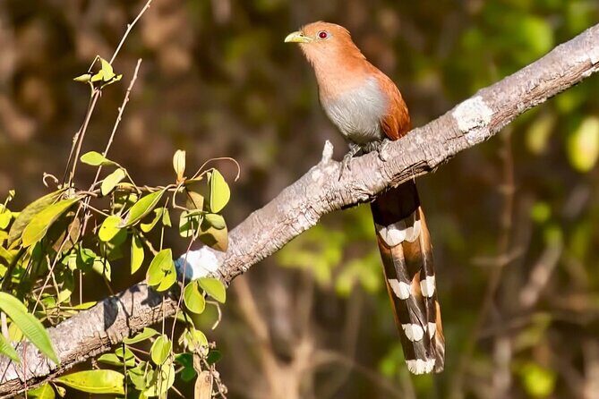 Early Birdwatching Eco City Tour Exper. + 2 Locations & Breakfast - FAQs