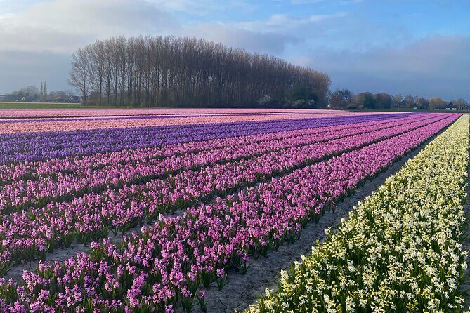 Early Flower fields with Lunch & Windmill Guided Day Tour - Is It Worth the Price?