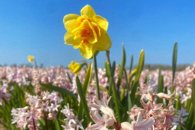 Early Flower fields with Lunch & Windmill Guided Day Tour - Who Is This Tour For?