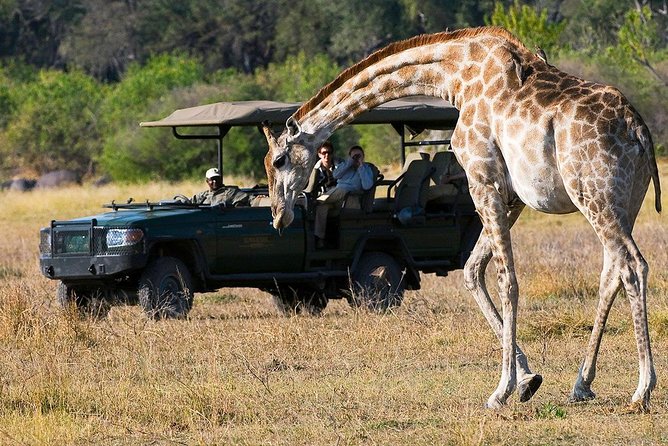 Early Morning Half-Day Chobe Safari - Highlights