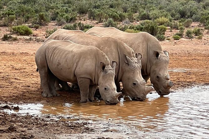 Early Morning Safari Big Five Experience - Safari Start Time