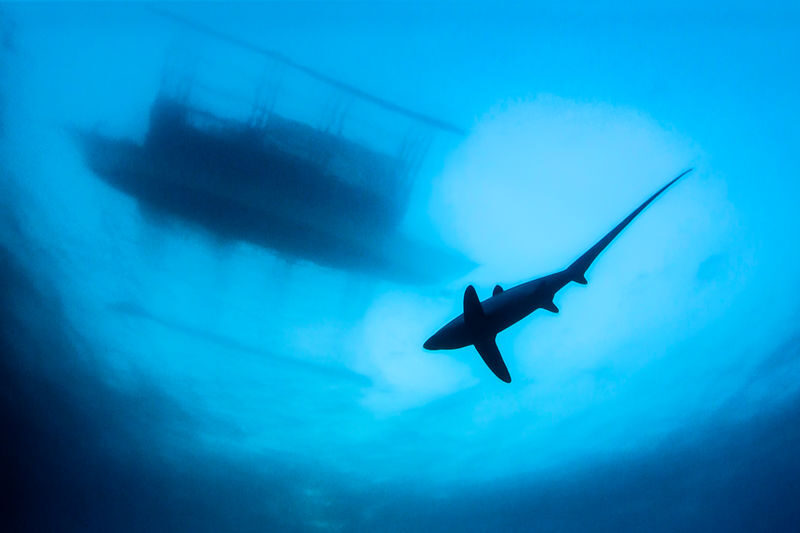 Early Morning Thresher Shark Dive in Malapascua with PADI 5* Center - Who should choose this morning trip?