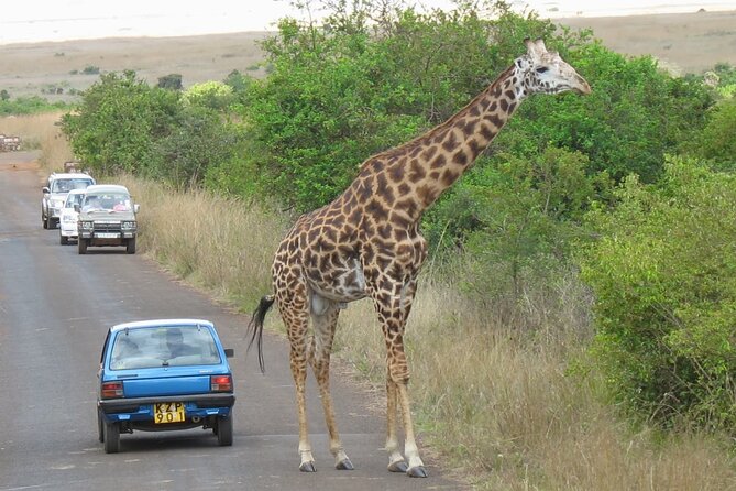 Early Morning Tour to Nairobi National Park & Giraffe Center - Meeting and Pickup Information