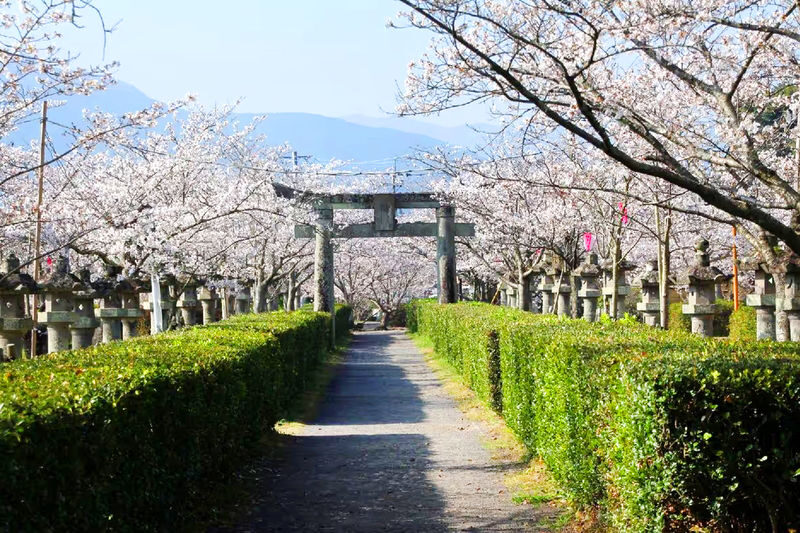 Early Spring Cherry Blossom Limited: Kyushu Saga | Mifuneyama Rakuen & Yutoku Inari Shrine & Dazaifu Tenmangu Shrine & Ouo Shrine & Asahigaoka Park | Departing from Fukuoka - Ouo Shrine: torii gates in the Ariake Sea