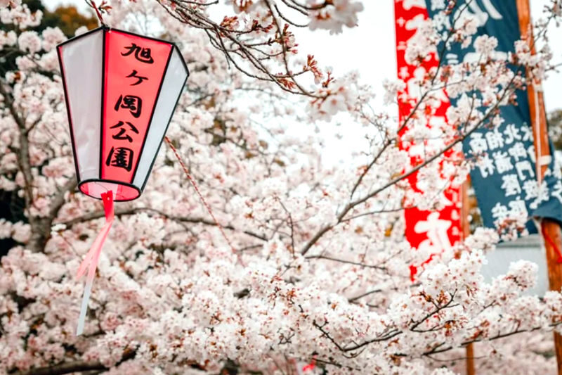 Early Spring Cherry Blossom Limited: Kyushu Saga | Mifuneyama Rakuen & Yutoku Inari Shrine & Dazaifu Tenmangu Shrine & Ouo Shrine & Asahigaoka Park | Departing from Fukuoka - Mifuneyama Rakuen: garden paths and spring color
