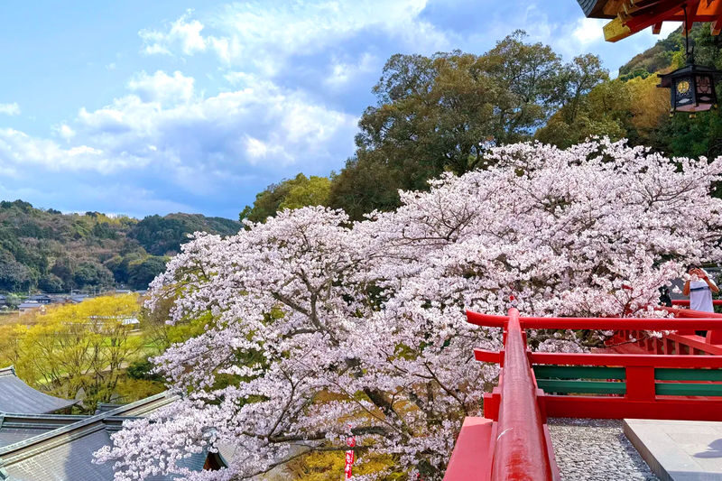 Early Spring Cherry Blossom Limited: Kyushu Saga | Mifuneyama Rakuen & Yutoku Inari Shrine & Dazaifu Tenmangu Shrine & Ouo Shrine & Asahigaoka Park | Departing from Fukuoka - Asahigaoka Park: a local-style finish