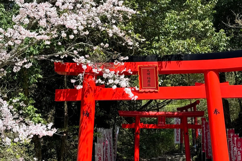 Early Spring Cherry Blossom Limited: Kyushu Saga | Mifuneyama Rakuen & Yutoku Inari Shrine & Dazaifu Tenmangu Shrine & Ouo Shrine & Asahigaoka Park | Departing from Fukuoka - A guide can make the busy schedule feel easier