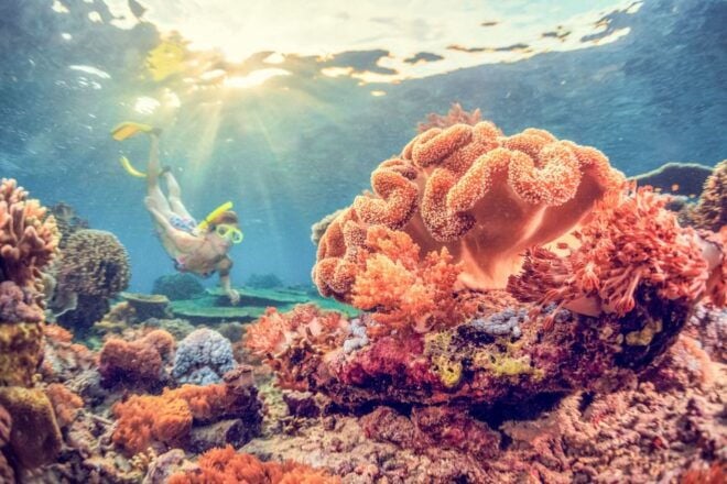 East Bali: Snorkeling Day Trip to Amed - Marine Diversity: Reef Fish and Coral