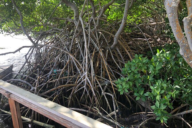 East Coast Private Island Day Trip Kayak & Picnic Experience - Who Will Love This Tour?  