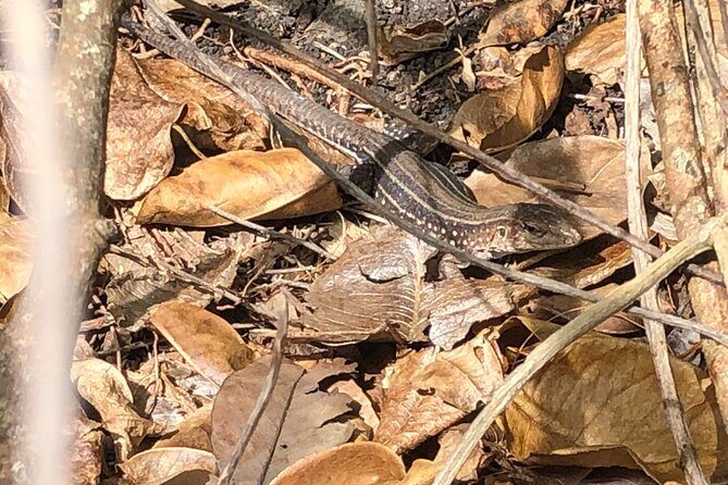 East Coast Private Island Day Trip Kayak & Picnic Experience - Final Thoughts