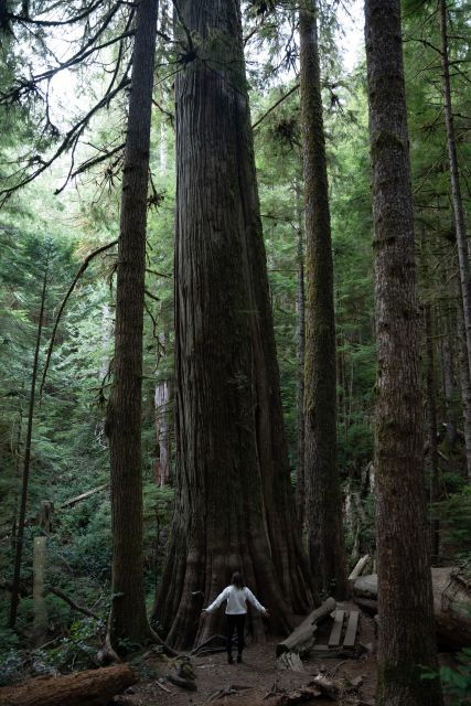 East Coast to the West Coast Big Tree Coastal Adventure - Highlights of the Adventure