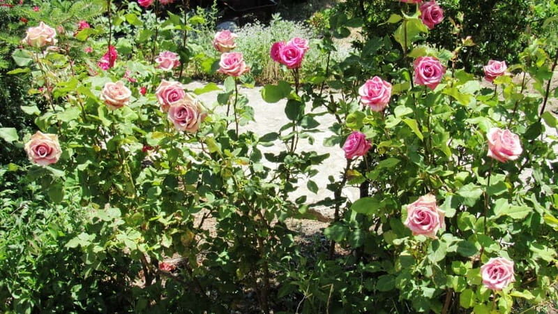 East Crete: Sarakina Gorge SUV Tour - Transport, Timing, and Value