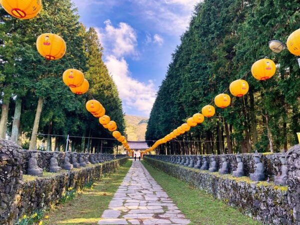 EAST Jeju: All Inclusive Private Tour W/ Tangerine Picking - Customer Experiences