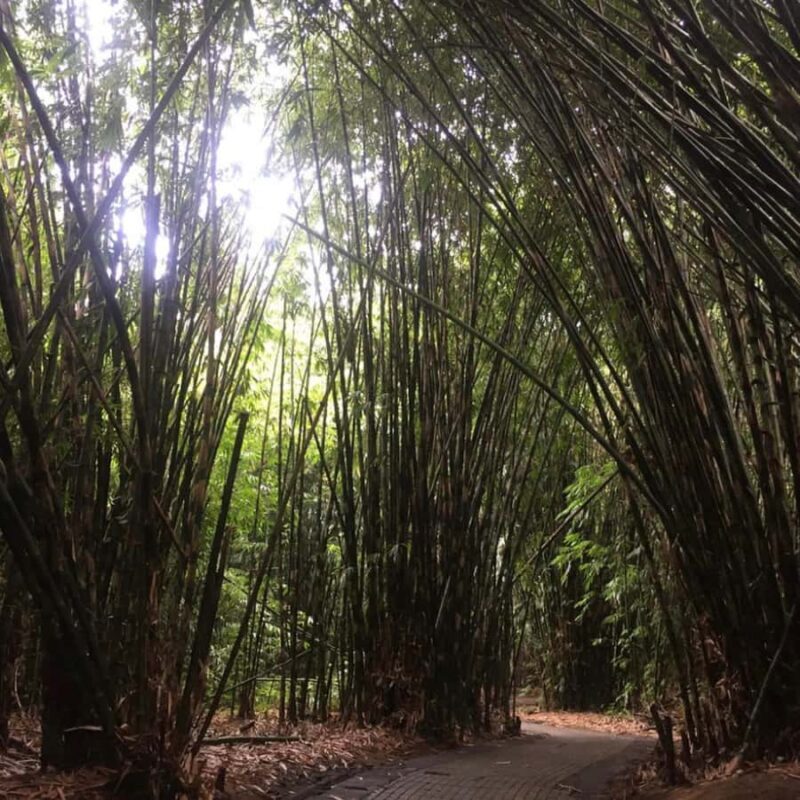 Eastern Bali and Pura Besakih Temple Tour - The Sum Up